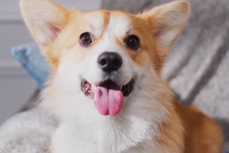 Unlock Query Can I Donate Opened Dog Food Or Not?