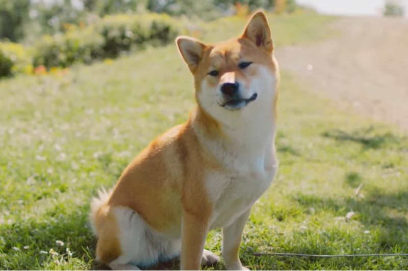 Unlock Query Can I Donate Opened Dog Food Or Not?