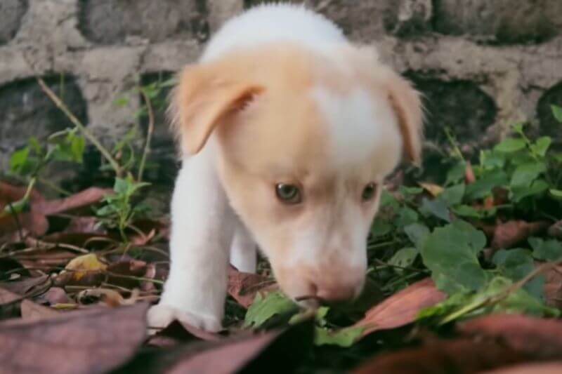 Unlock Query Can I Donate Opened Dog Food Or Not?