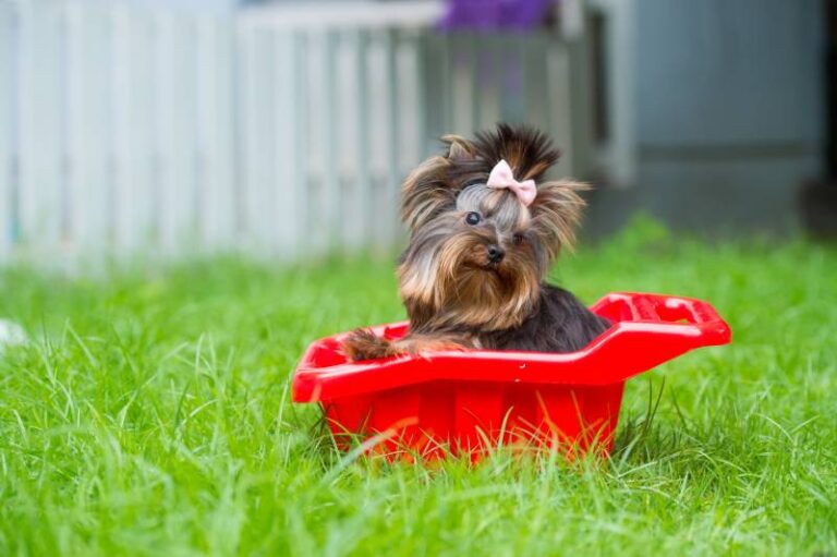 Are Toy Dogs Healthy