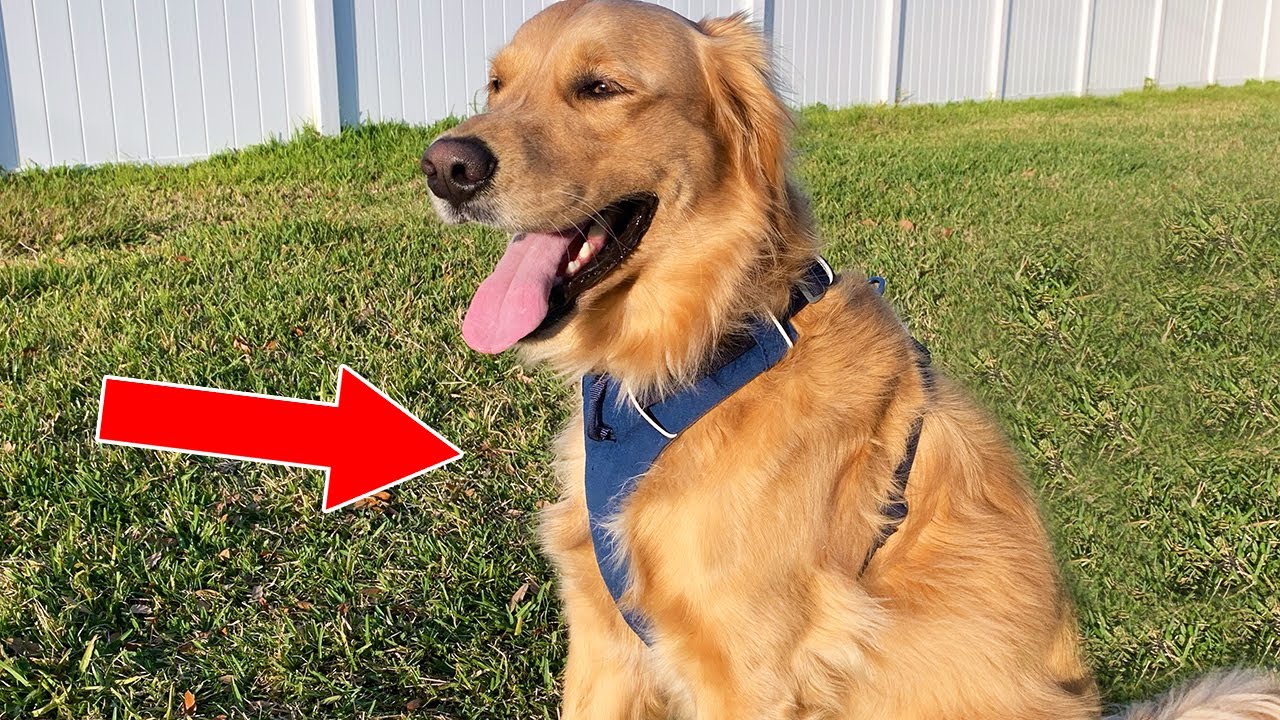 Best Dog Harness for Golden Retriever
