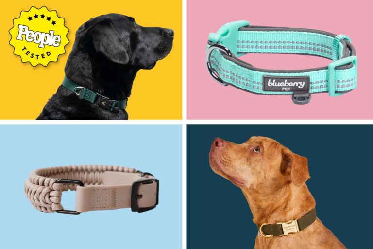 Best Dog Leashes And Collars