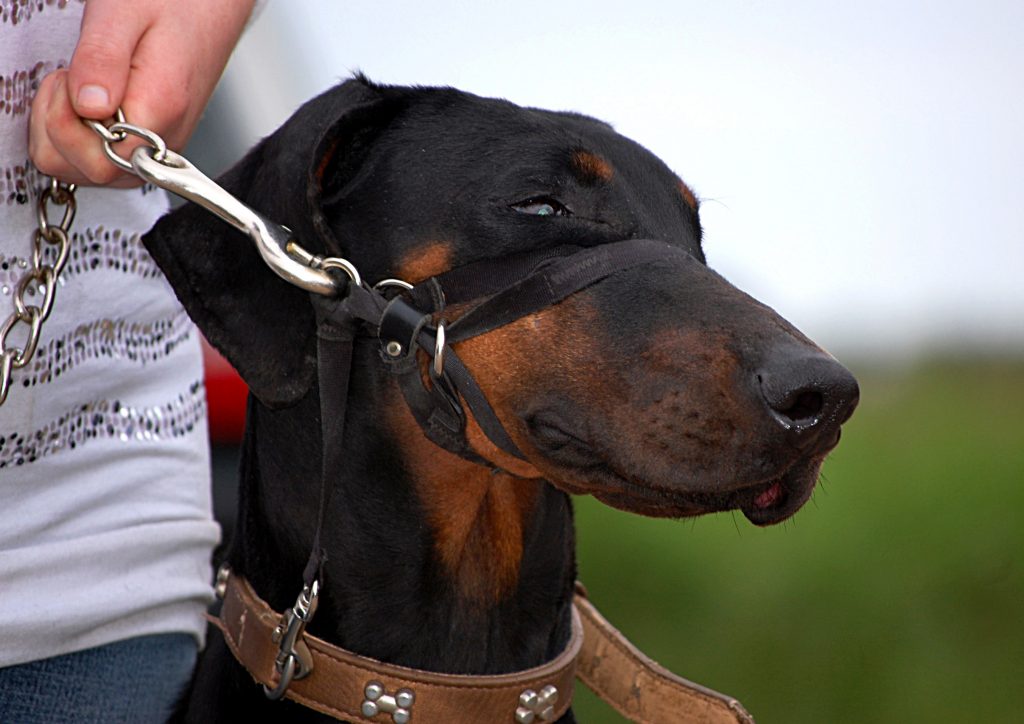 Best Dog Leashes for Pullers