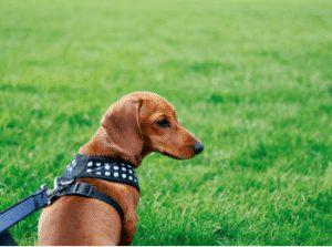 Best Dog Leashes for Puppies