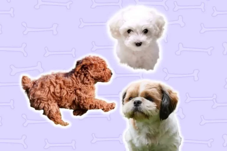 Best Small Dog Breed for Autistic Child