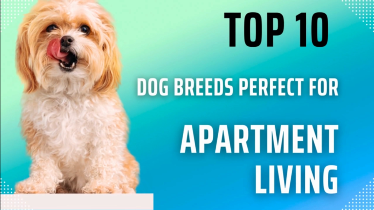 Best Small Dog Breeds for Families