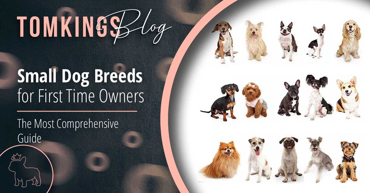Best Small Dog Breeds for First Time Owners