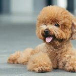 Best Toy Dog Breeds for Apartments [Should Know]