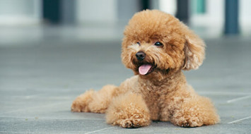 Best Toy Dog Breeds for Apartments