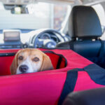 Best Way to Secure Dog Crate in Car: Safe & Sound