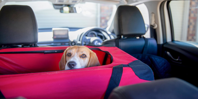 Best Way to Secure Dog Crate in Car