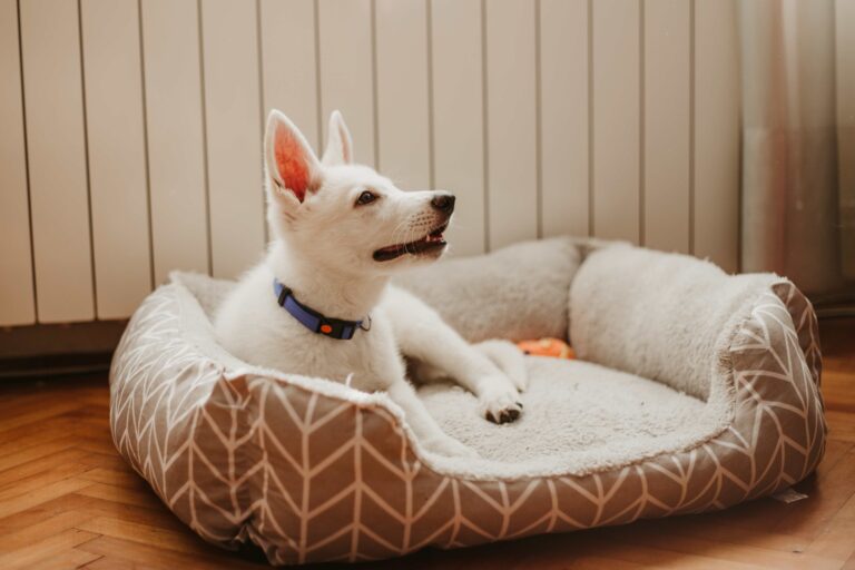 Can Dog Beds Be Washed in the Washing Machine