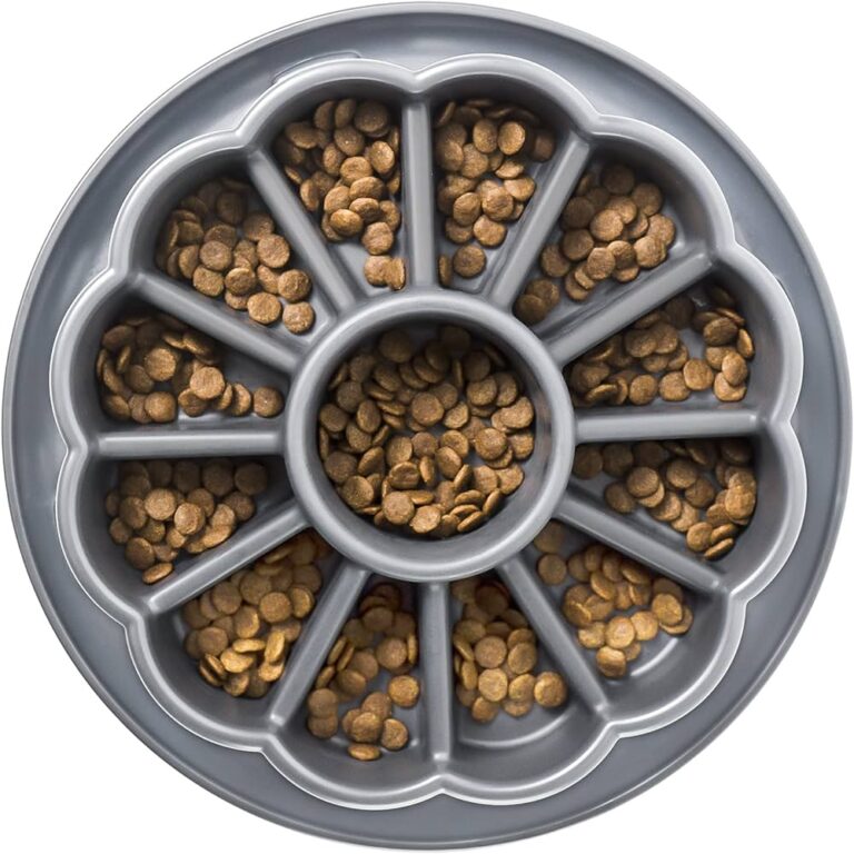 Can You Feed Medium Dog Large Breed Food