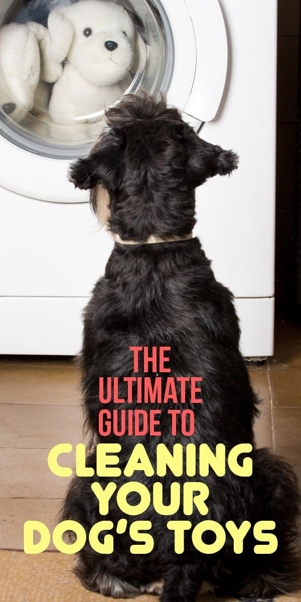 Can You Wash Dog Harness in Washing Machine