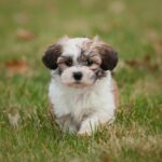 Discover Cheapest Toy Dog Breeds: In-Depth Explanation