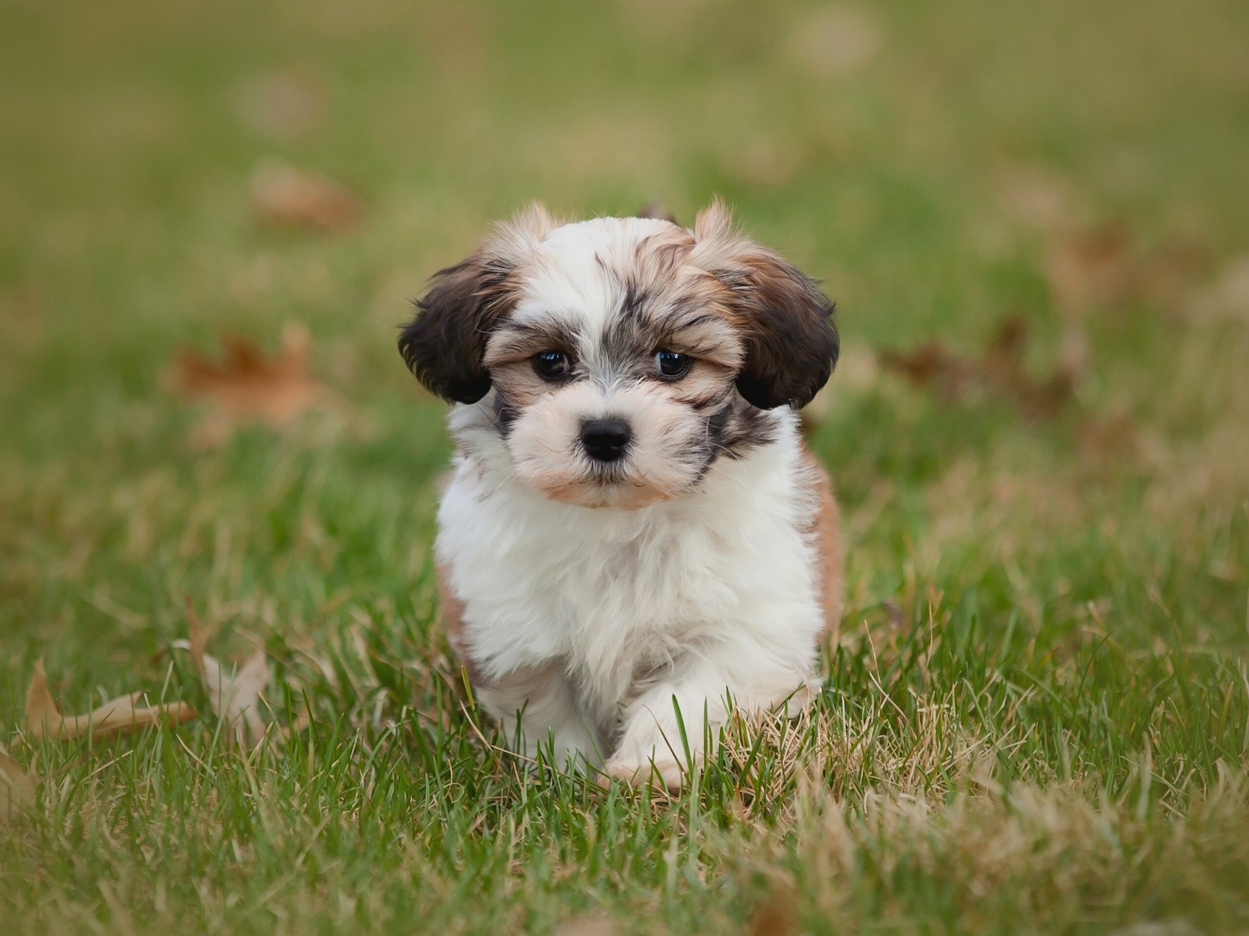 Cheapest Toy Dog Breeds