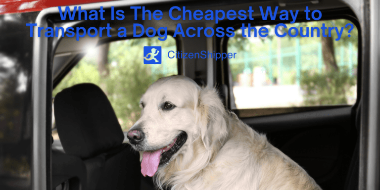 Cheapest Way to Ship a Dog to Another State