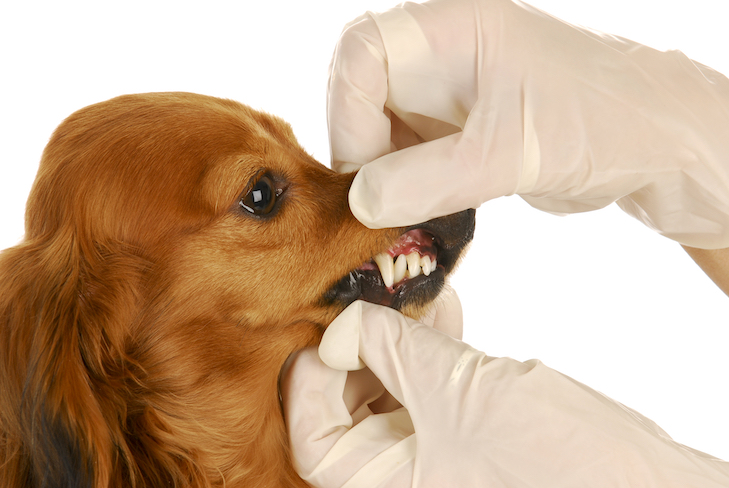 Do Larger Dog Breeds Teeth Differently