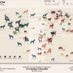 Dog Breed Comparison