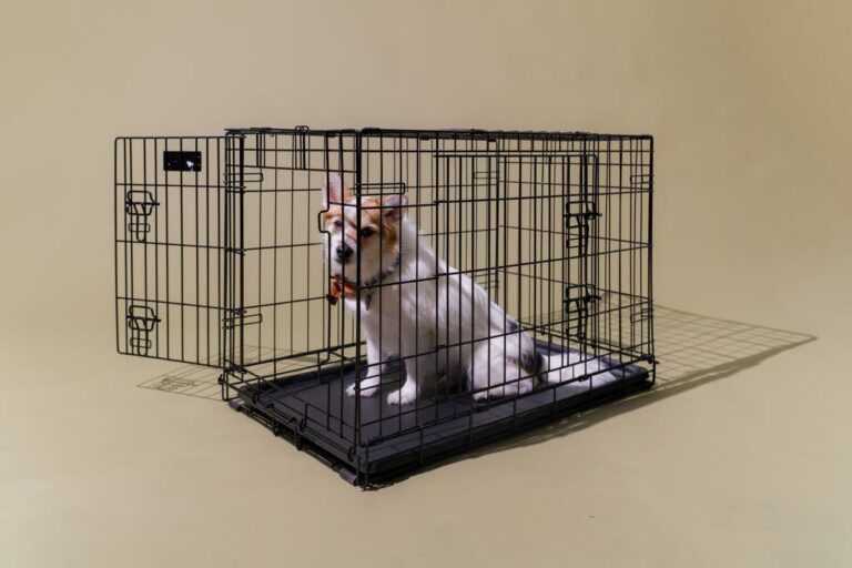Dog Crate Vs Bed