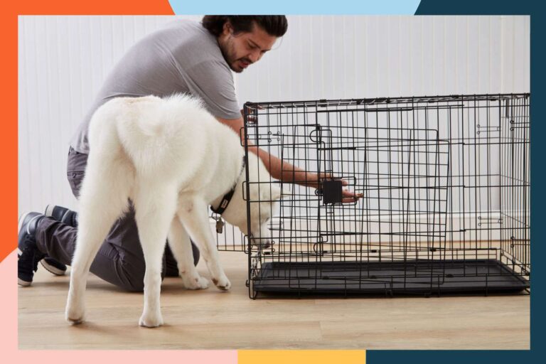 Dog Crate Vs Kennel