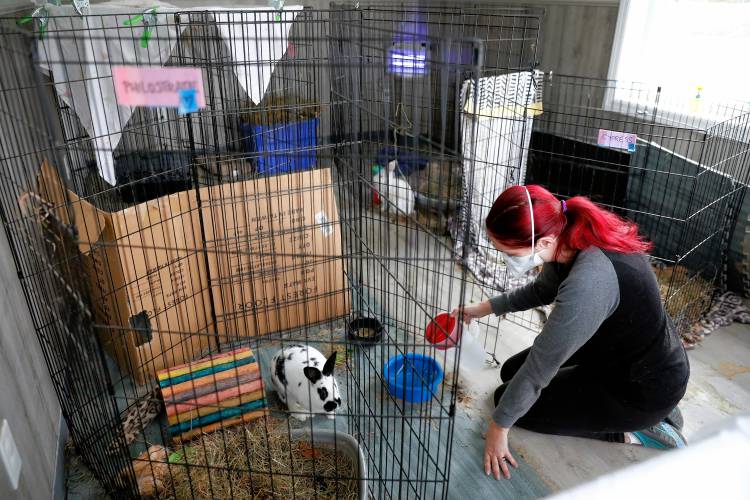 Dog Crate Vs Pen