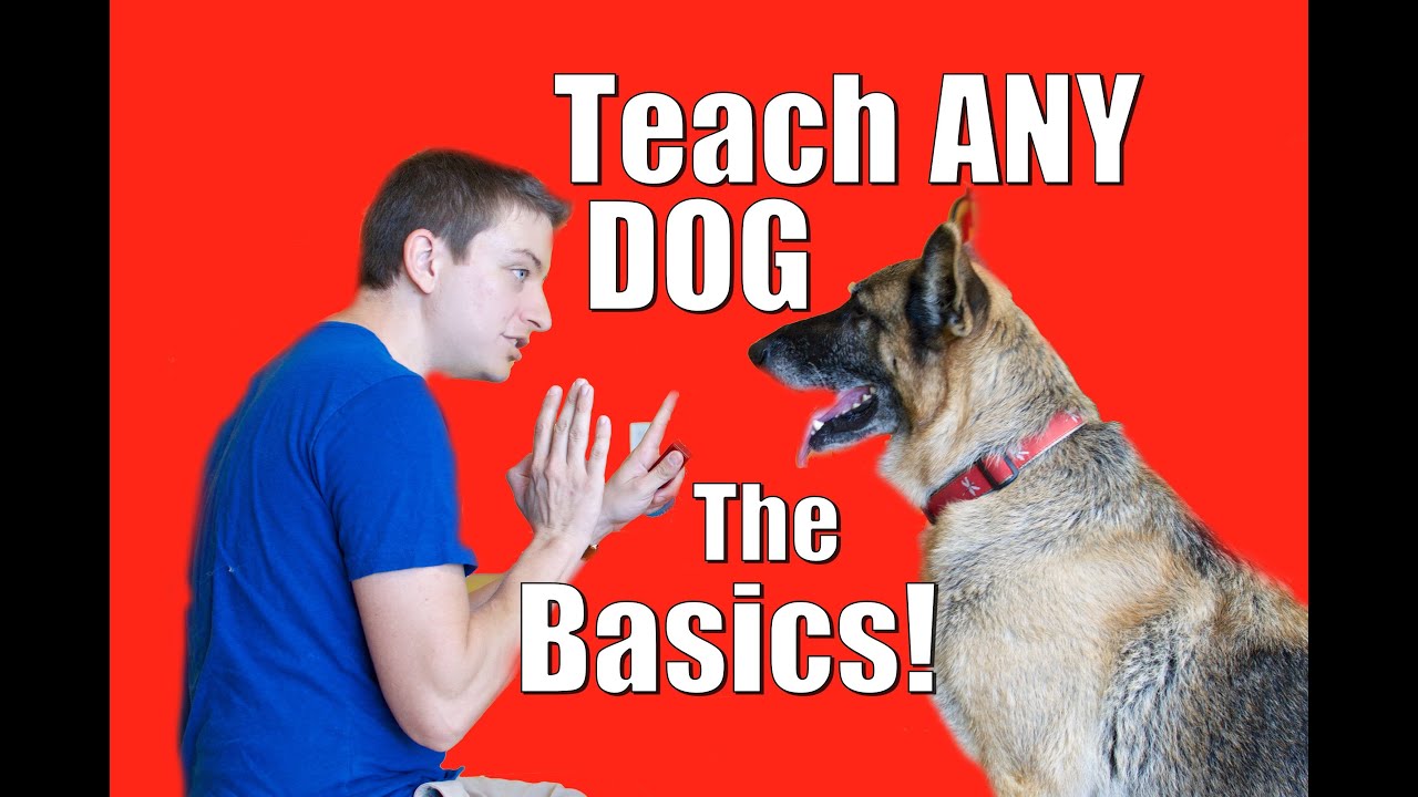 Dog Training Tips for Beginners at Home