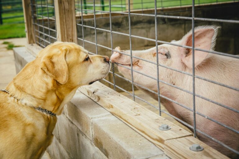 Dog Vs Pig