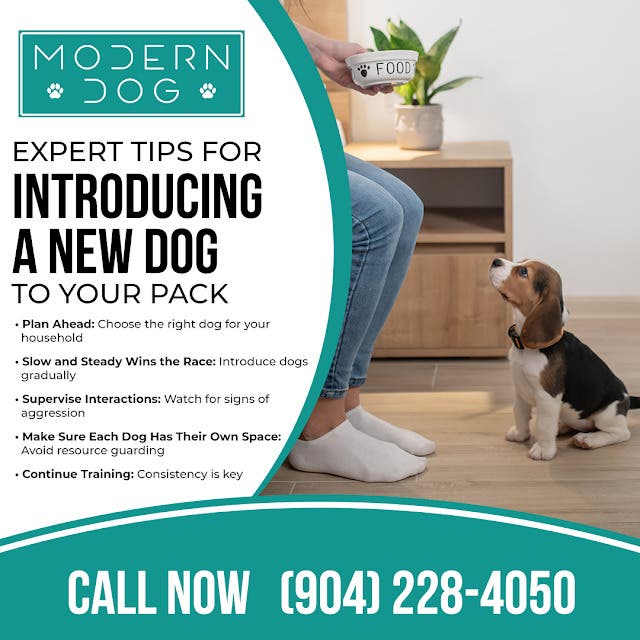How Do I Find the Right Dog Groomer