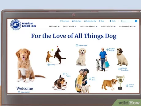 How Do I Identify My Dogs Breed