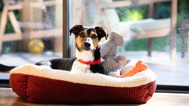 How Do I Know If My Dog'S Bed is Too Small