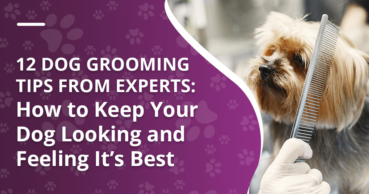 How Do You Know If a Dog Groomer is Good