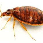 How Do You Know If Your Dog Has Bed Bugs? Protect Your Pet