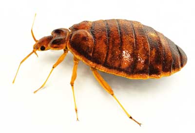 How Do You Know If Your Dog Has Bed Bugs