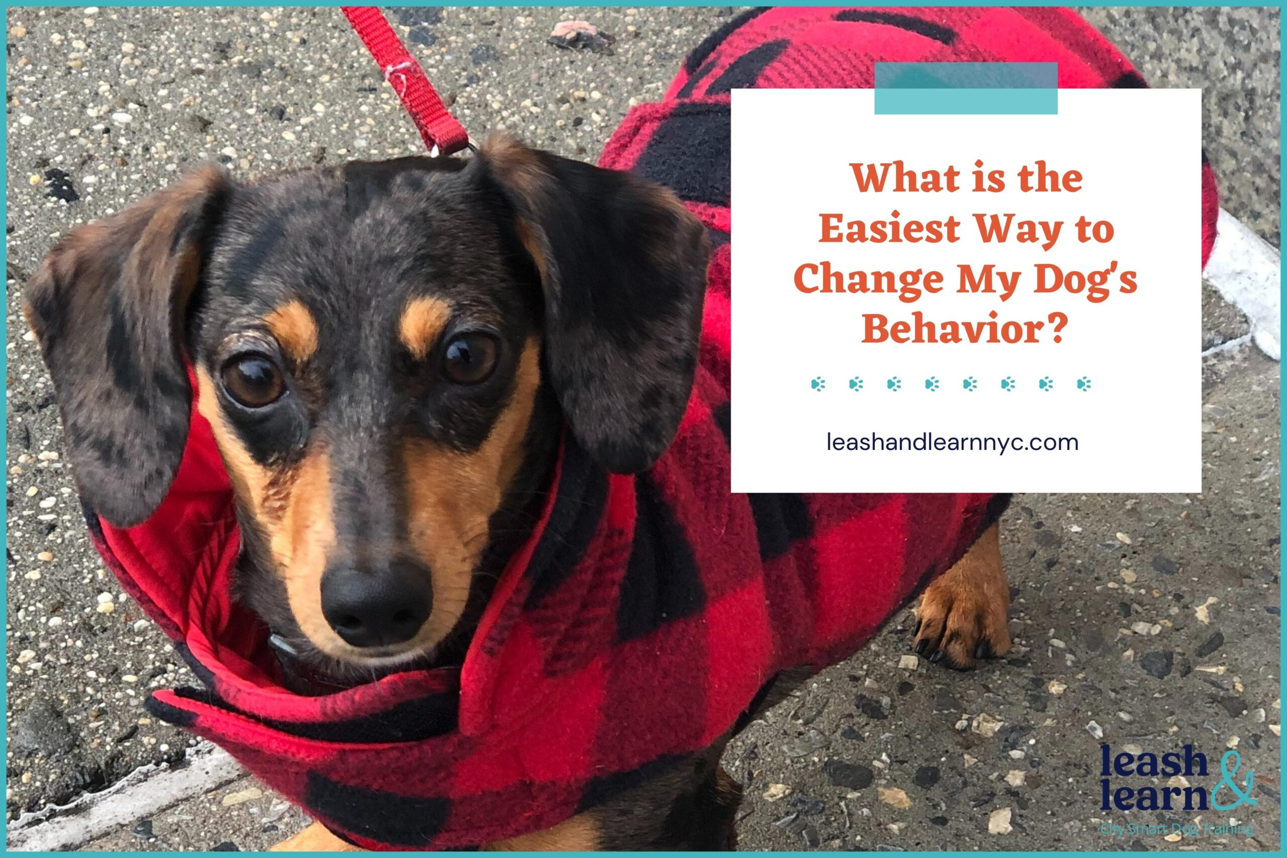 How Long Does It Take to Change a Dog'S Behavior