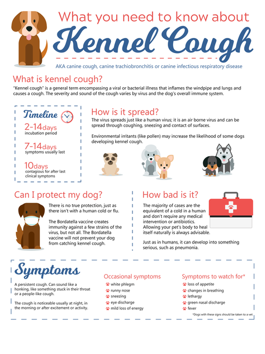 How Long Should My Dog Quarantine With Kennel Cough