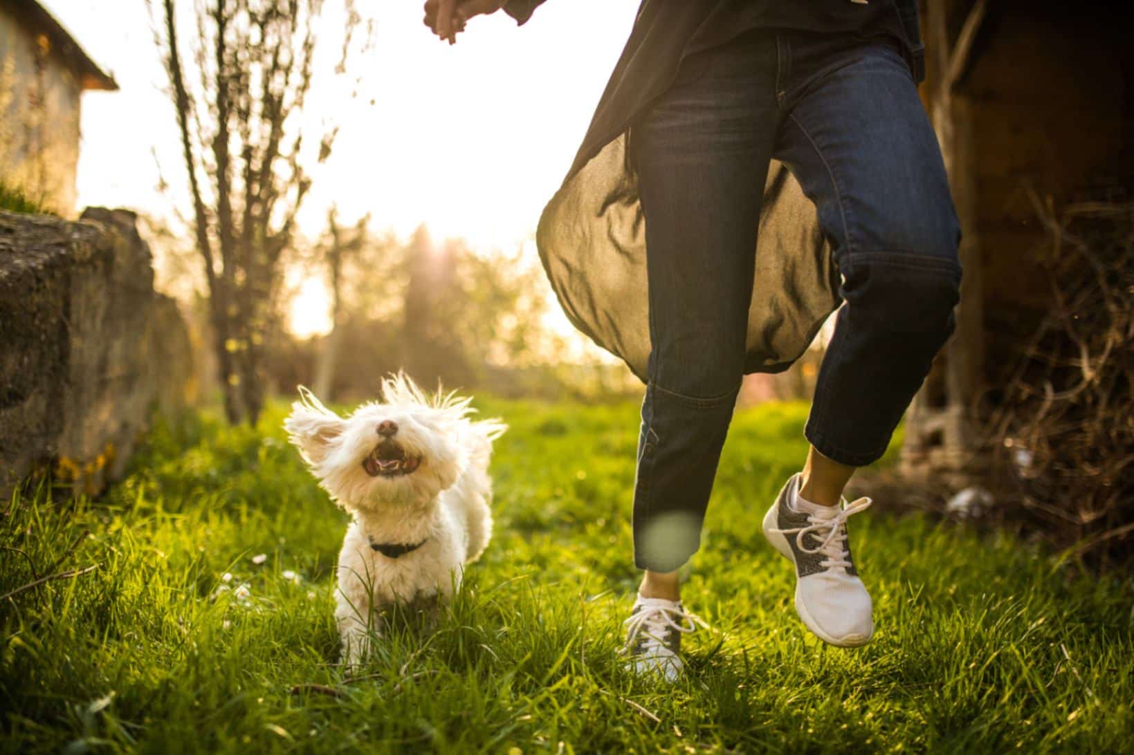 How Long Should You Take a Small Dog for a Walk