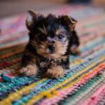 Discover the Cost of Small Dog Breeds Today: Budget-Friendly Options!