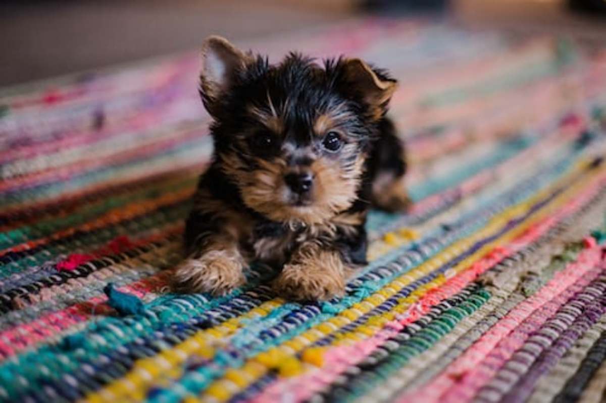 How Much are Small Dog Breeds