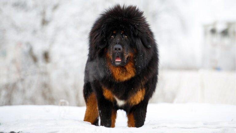 How Much is the Expensive Dog