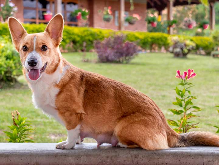 How Often Do Dogs Reproduce