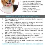 Keep Your Dog Safe: How Often for Kennel Cough Vaccine?