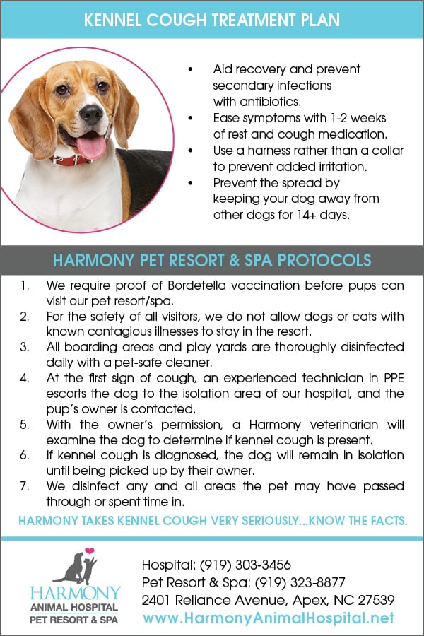 How Often Do You Give a Dog Kennel Cough Vaccine
