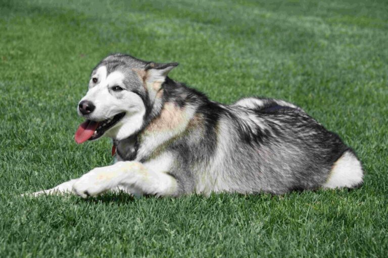 How to Assist a Small Dog Breeding a Large Dog