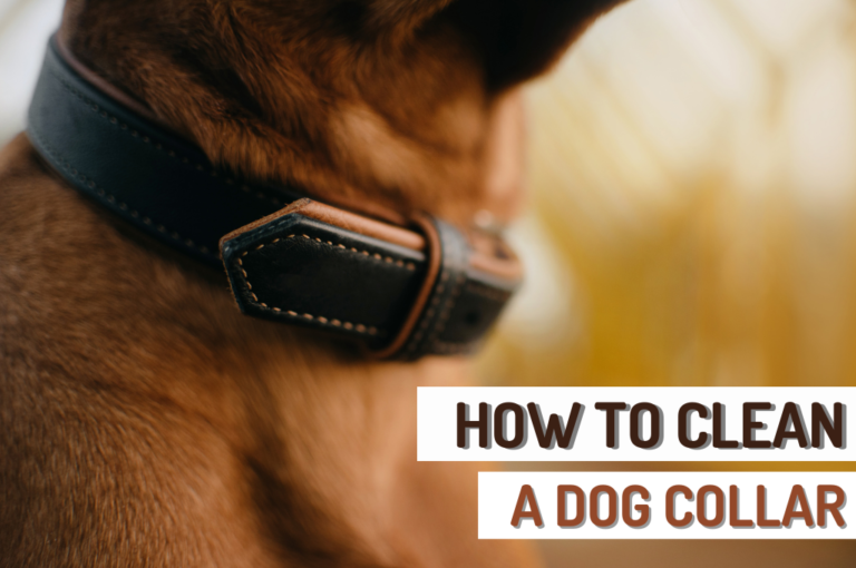 How to Clean Dog Leashes And Collars