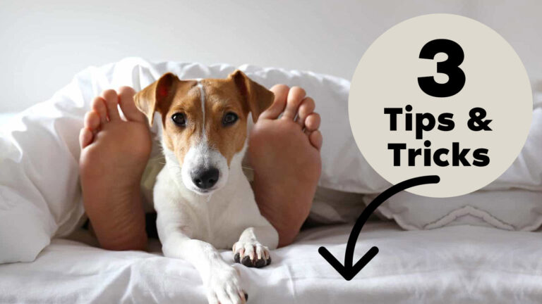 How to Get a Dog to Use a New Bed