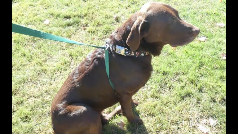 How to Make Dog Leashes And Collars