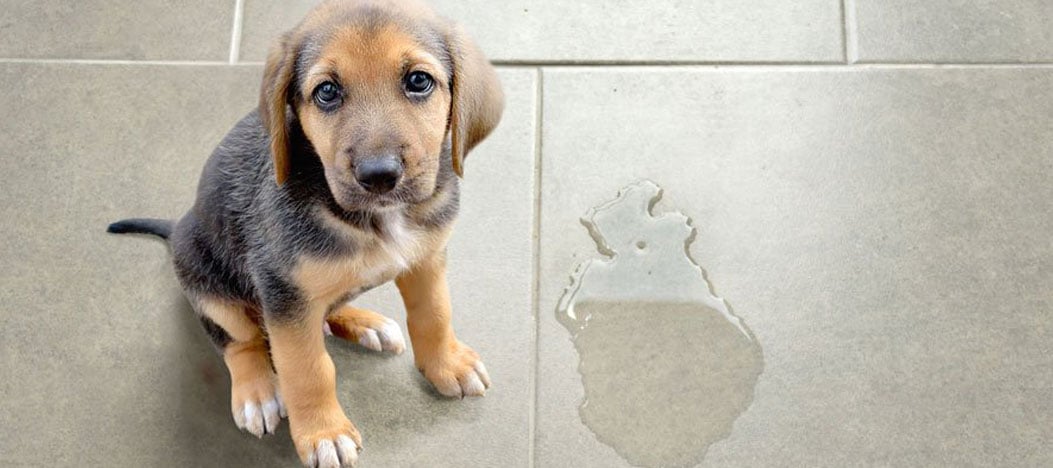 How to Stop Behavioral Dog Peeing in House