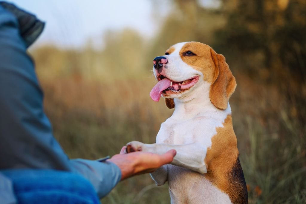 Pros And Cons of Dog Boarding Training
