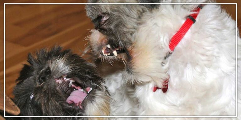 Pros And Cons of Small Dog Breeds
